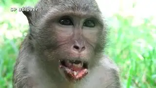 Life Of Monkey Lower Ranking Is More Dangerous