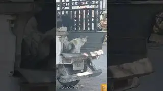 We have a delivery / loader Cat here, guys! Taking a break from work!