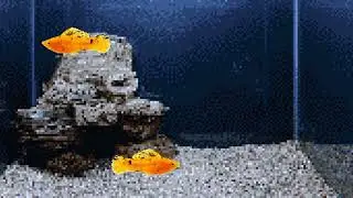 [7fish] 