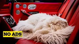 6 HOURS | Soft Serenity - Natural Sounds for Cats | Mimi Relax My Cat