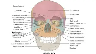 Skull bone study in this video 💀