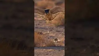 Falcons Deadly Training - From Practice to Mastering The Hunt #wildlife #training #nature