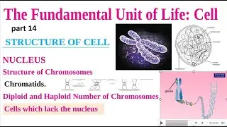 structure of chromosome | diploid and haploid number of chromosomes | cell which lack the nucleus