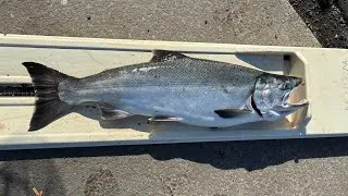 Caught My Personal Best Salmon and Almost Lost it