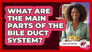 What Are The Main Parts Of The Bile Duct System?