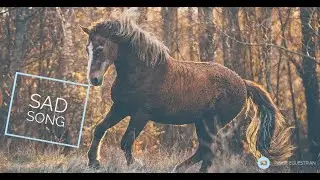 Sad Song || Equestrian Music Video ||