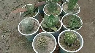 Succulents & cactus with names plz watch full video you may purchse them online  03328943944 whtsap