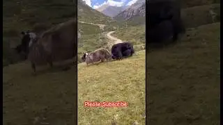 gray yak vs black.