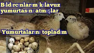 Bıldırcınlarım yumurtlamaya başlamış bıldırcın yumurtası topladım #bıldırcın#tavuk#Quail egg