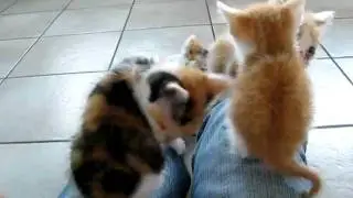 Kittens falling asleep