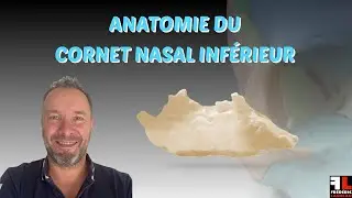 Anatomie du Cornet Nasal Inf&eacute;rieur