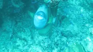 Lacadives A trigger fish biting of some coral