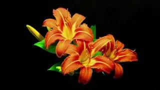 ASM4M Secnik Katya Complementary Colours