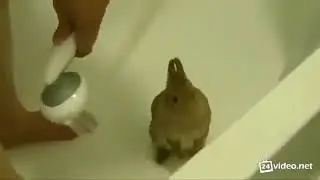 Позитивное видео  Заяц в душе!!!