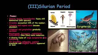Palaeozoic Era