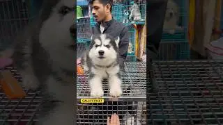 GALLIFSTREET pet market/dog market Kolkata |#ytviralshorts #ytshort #gallifstreet #dogbreed #pets