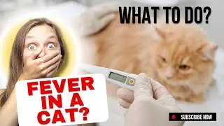 Как сбить температуру у кошки?