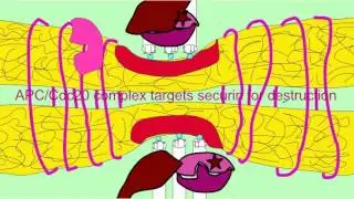 ANAPHASE PROMOTING COMPLEX, SEPARASE, COHESINS