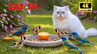 Cat TV: Videos for Cats to Watch |Squirrels and birds enjoy snacks in peace | 4K Ultra HD