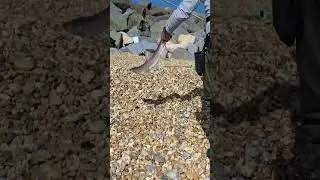 Ultimate Fishing Adventure: Catching the Elusive Smooth Hound Shark!