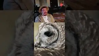 He couldn&rsquo;t believe this&hellip; 🦉 #mayahiga #fazeadapt #owl #streamer #shorts