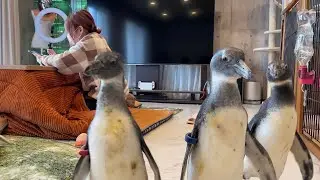 どこにいてもママの前に現れるペンギン達