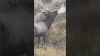 BULL ELK BUGLE