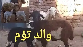 اتفرجو علي اسعار الغنم الوالد تؤم مع المعلم خالد ربنا يرزق الجميع ١٥/ ١/ ٢٠٢٦م