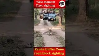 Wow 😯 moment tiger sighting in Kanha buffer zone. Journalist Baba