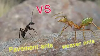 The Weaver Ants vs The Pavement ants | Fighting of army ants |AntsCambodia Ep 03
