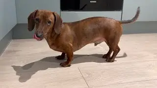 Mini dachshund is lightning fast (when he wants to be!)