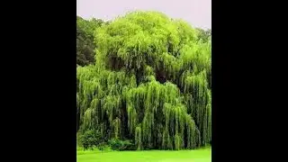 DiscoDavid Minecraft Live Stream