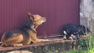 The male dog asks the female dog for acceptance || #2301  Nature Show