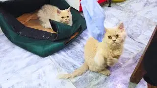 The two cats eating & playing.