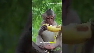 Meet Milo,...#Milo #MonkeyMayhem #KidsShorts #BananaQuest #JungleAdventure #FunnyAnimals