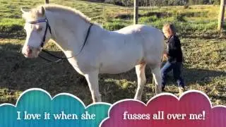 Pony For Sale