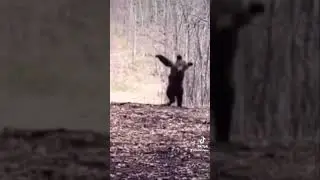 Mosh Pit Dancing Bear Attack @metallica #metallica #masterofpuppets #dancingbear #bear #babybear