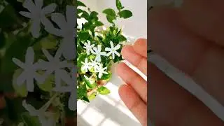 Beautiful Juhi Plant #juhi #juhiplant #flower #gardening #gardeningtips #flowering_plants #shorts