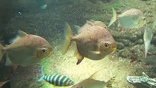 レッドフックメチニス　Redhook Myleus　Myloplus rubripinnis　雄　male
