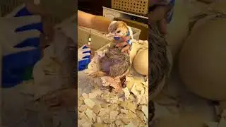 If there is no human intervention, the chicks will easily die after hatching.