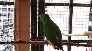 burung serindit dengan corak bunyi cari teman.