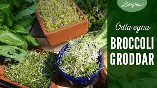 Groddar av broccoli