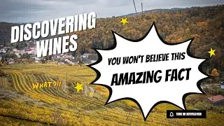 Exploring Weingut Steininger: A Journey Through Langenlois Premier Winery & Cellar