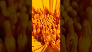 Xiaomi 17pro super macro shot🇱🇰| #music #photography #smartphone #song #viral #video #viral #shorts