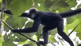 Spider Monkey | Primate Behavior & Adaptations