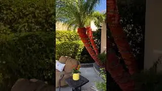 Carrot PALM Tree! Wait, what?