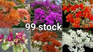 Low price bougainvillea || bougainvillea plant nursery 