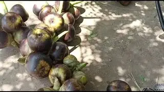 Fresh Toddy Palm (nungu) Fruits Cutting from Tree | Taati Munjulu summer special jelly