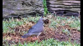 Karoo Thrush Collecting Nesting Material: Nature&rsquo;s Architect and Builder at Work