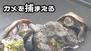 カメさんの捕まえ方